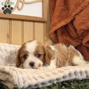 Casey, Cavalier King Charles Spaniel Puppy